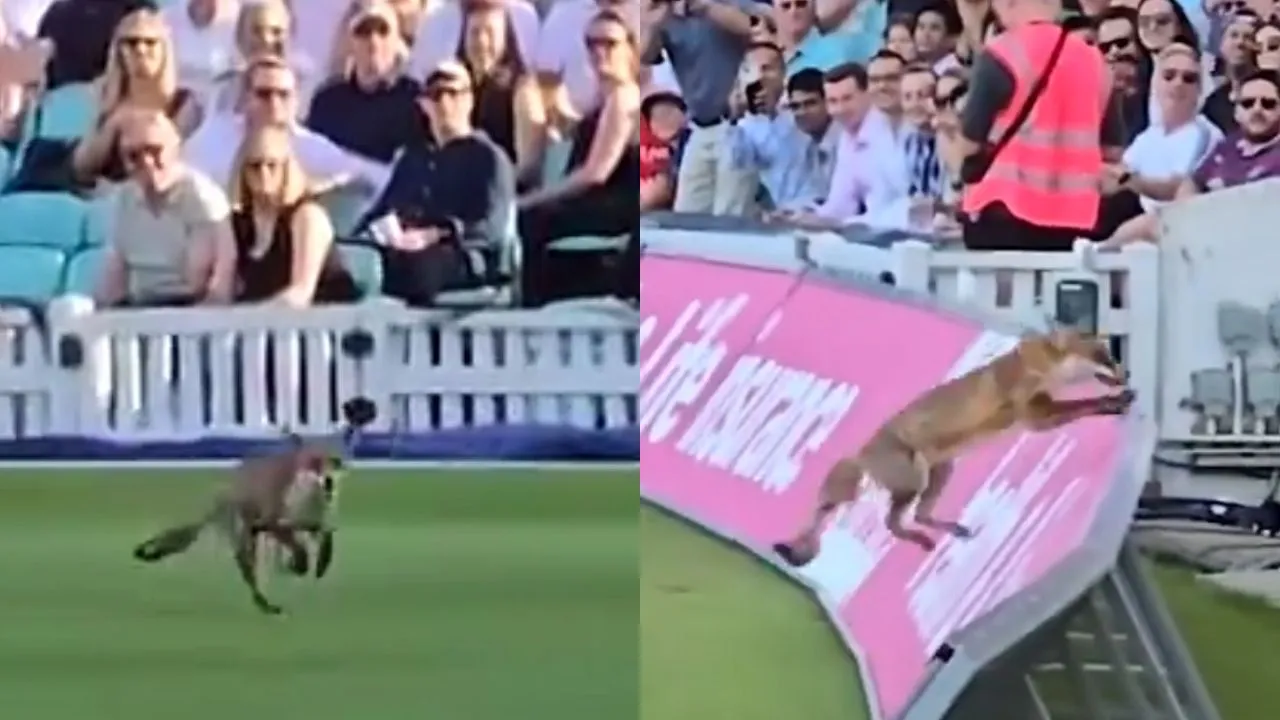 Watch: Bizarre moment as fox interrupts the T20 Blast match between Surrey and Hampshire