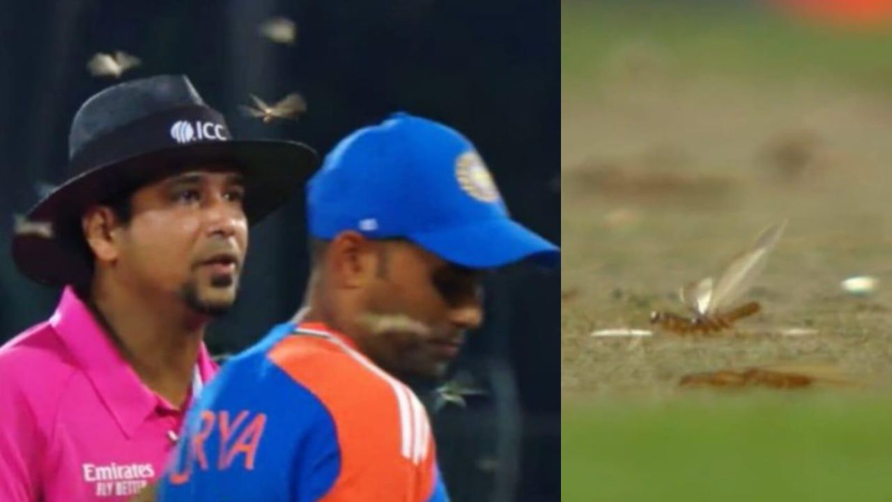 India Vs South Africa Suspended Due To Flying Ants