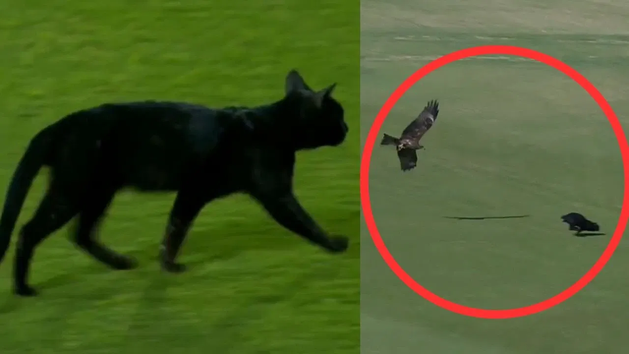 Black Cat Interrupts Play Between Pakistan And New Zealand