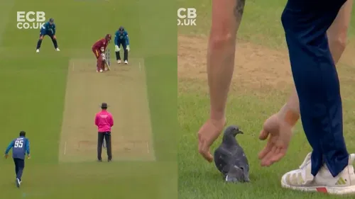 Watch: Play halts in ENG vs WI 3rd ODI as ball hits pigeon; Matthew Potts tends to injured bird