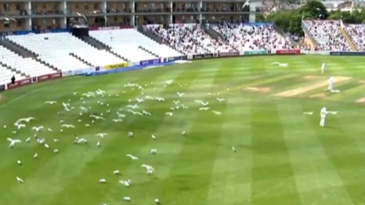 Seagulls take over pitch in County Championship game