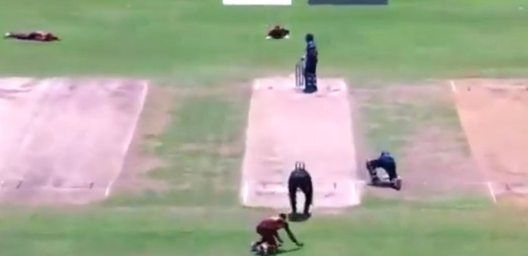 Watch- Bee Swarm Forces Sri Lanka And West Indies Players To Take Cover During The Third ODI