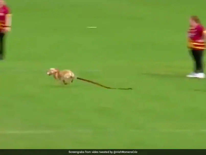 Dog Invades Pitch In A Hilarious Incident During Women’s All-Ireland T20 Semi-Final. Photo- Twitter